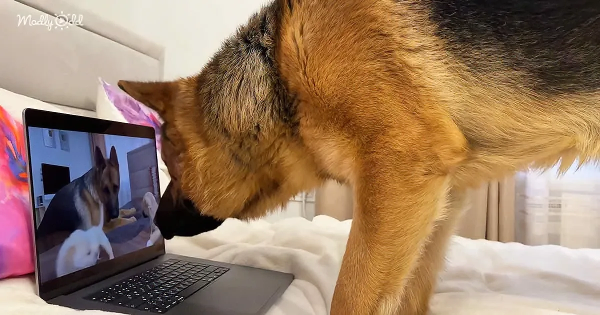 A German Shepherd dog is intently watching its reflection on a laptop screen.