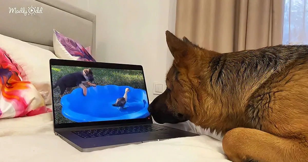 A German Shepherd dog watches a video of another dog playing in a kiddie pool on a laptop.
