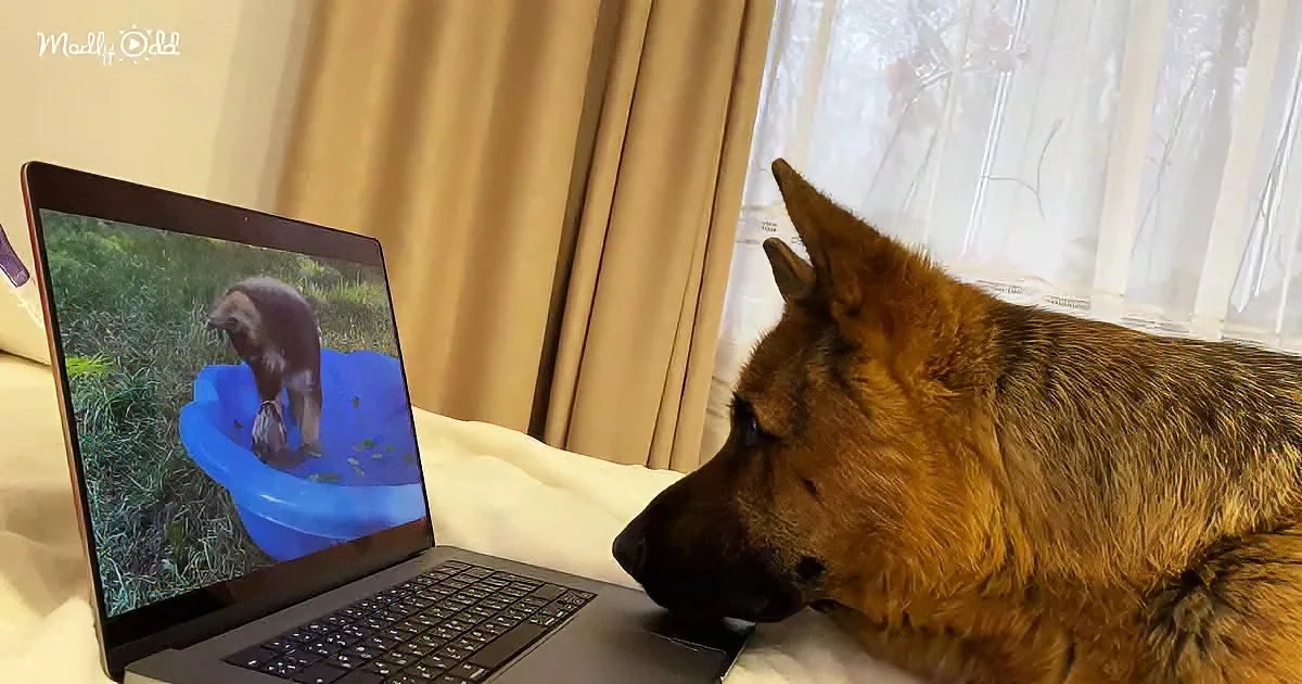 A German Shepherd dog watches a video of a bear on a laptop screen.