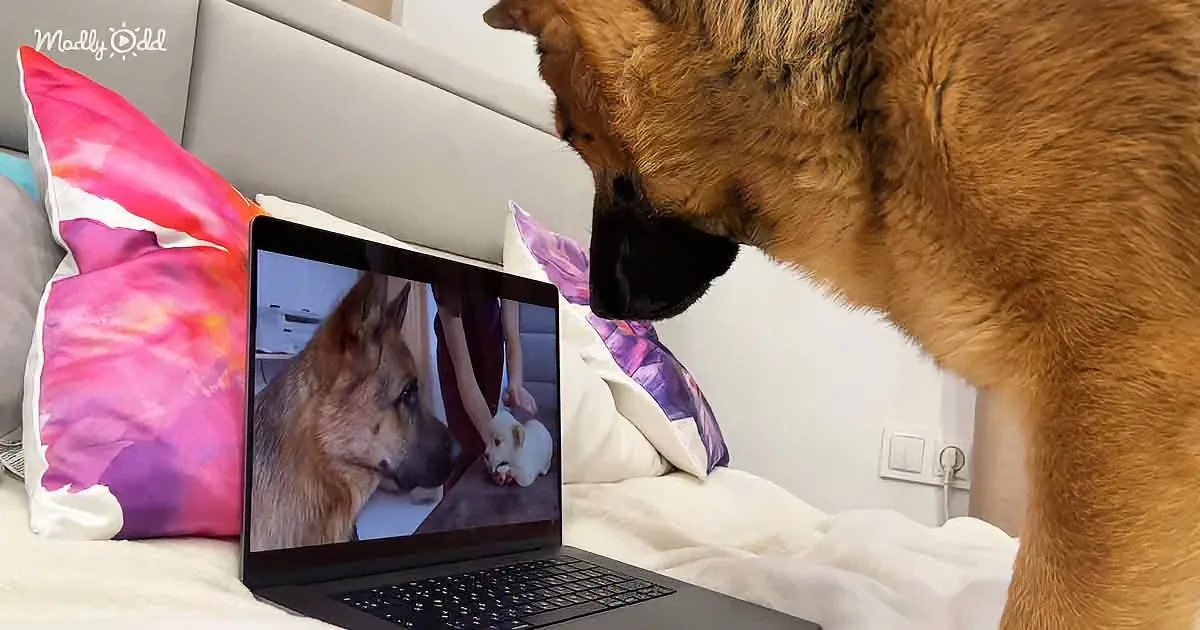 A German Shepherd dog is watching itself on a laptop screen, lying on a bed with colorful pillows.