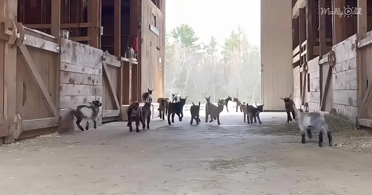 A group of goats walks through a barn doorway, with some looking back.