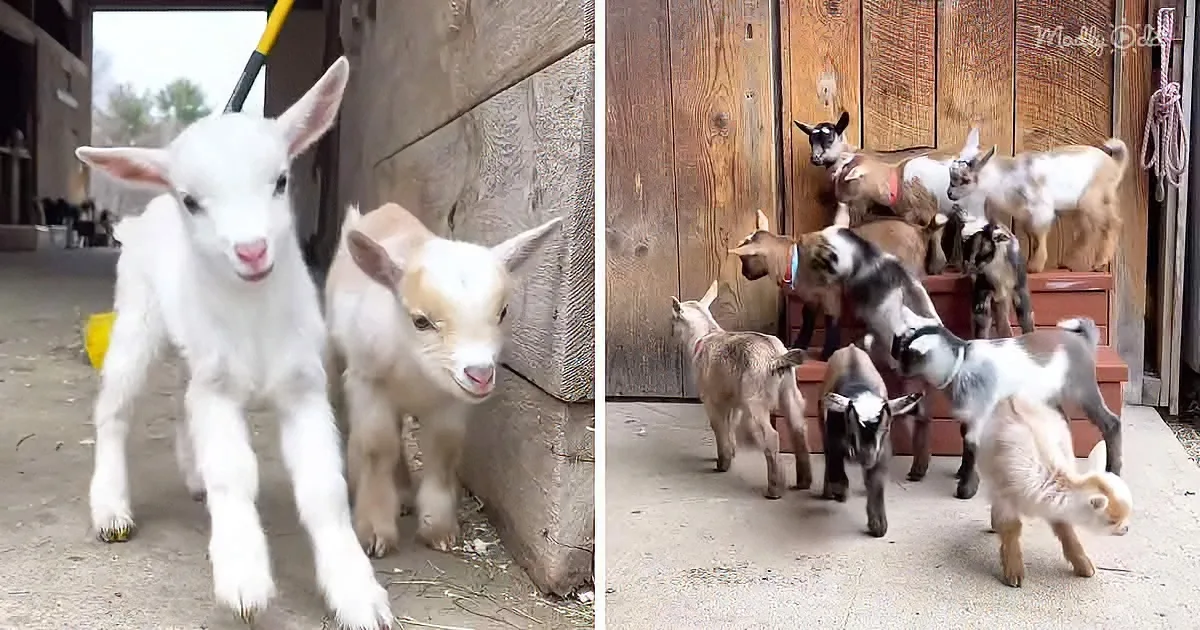 24 Playful Goat Kids Prefer Bouncing off Everything at the Barn