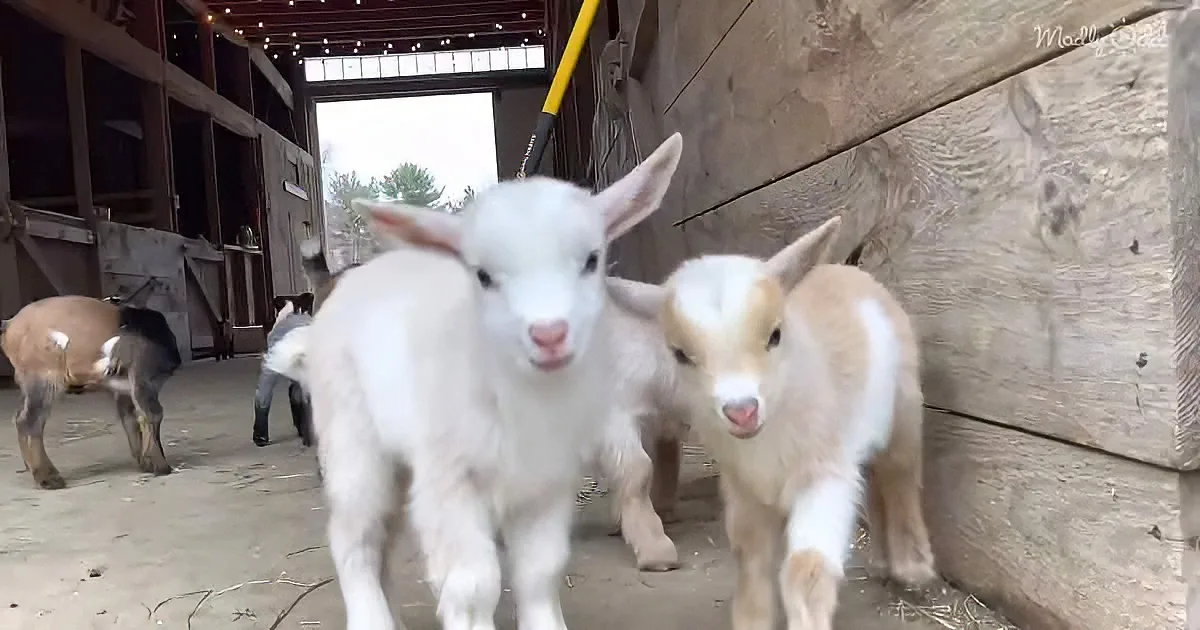 Two baby goats stand close together in a barn, looking directly at the camera.