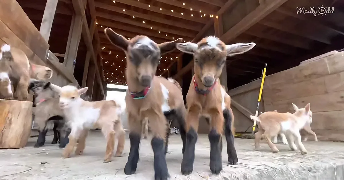 Two curious baby goats stand in a barn, surrounded by other goats and wooden beams.