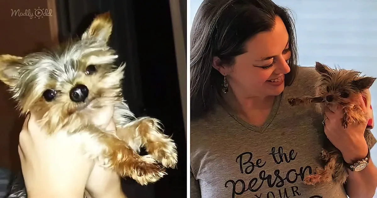 A fluffy dog with large, expressive eyes and a woman holding it, both smiling.