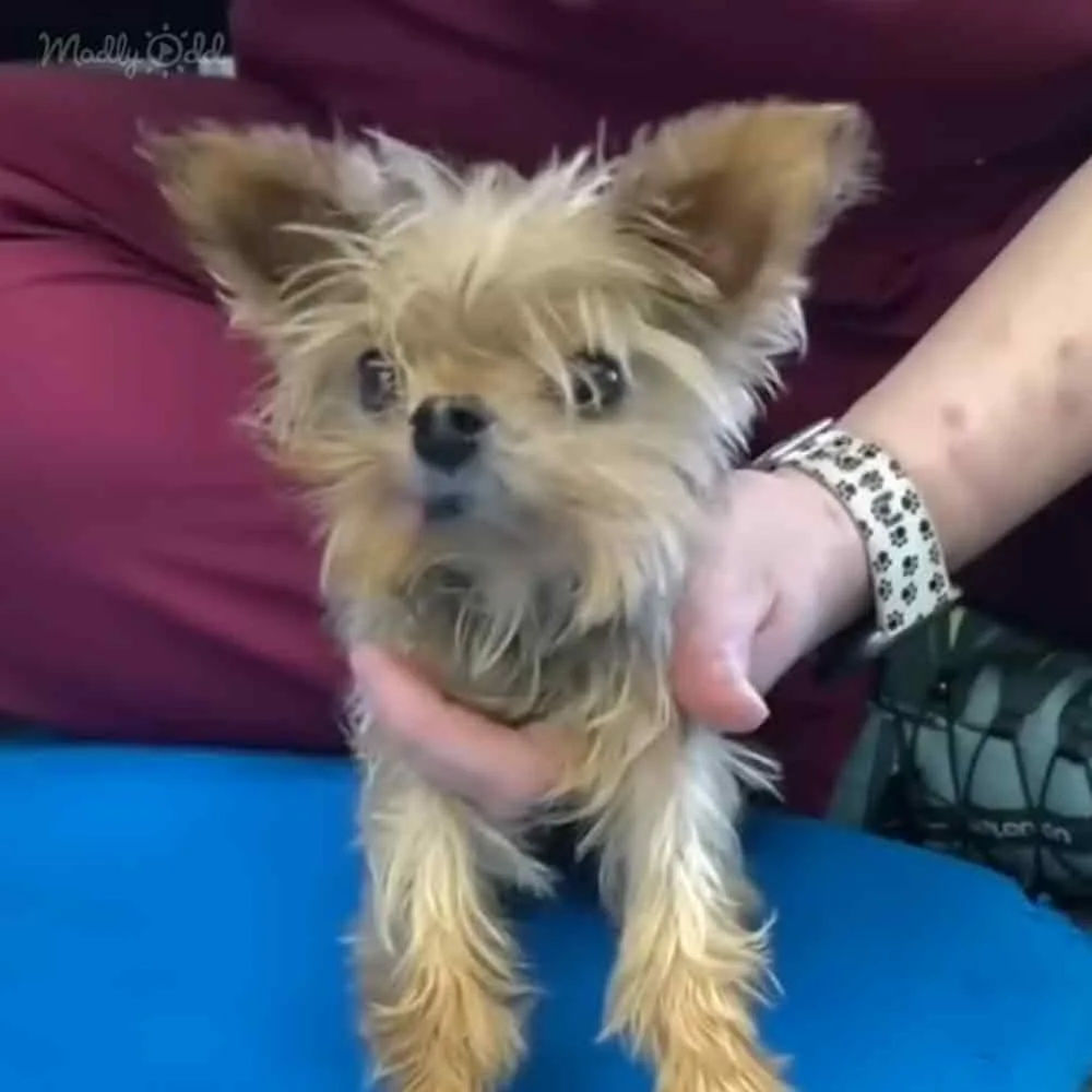 A fluffy, light brown dog with a curious expression is being held by a person with a paw print bracelet.