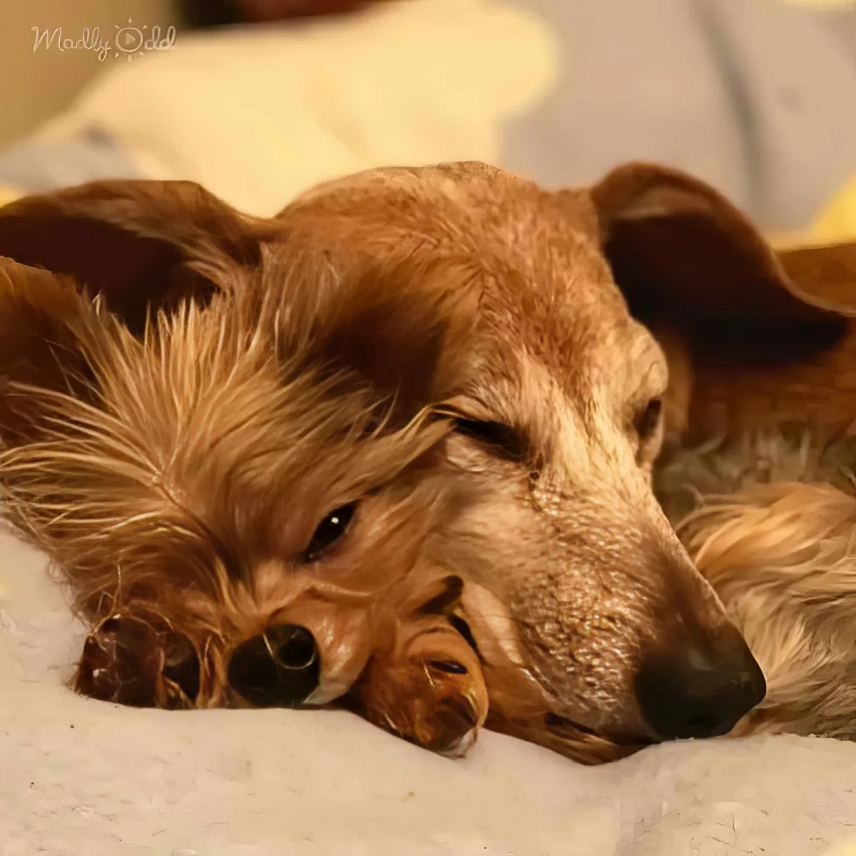 A relaxed, light brown dog with floppy ears rests on a soft surface, eyes half-closed, appearing content.
