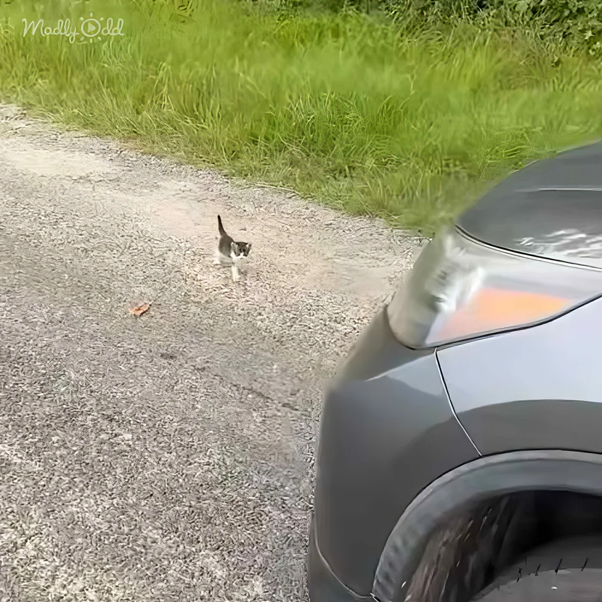 A cat walks on a gravel path near a parked car, with green grass in the background.