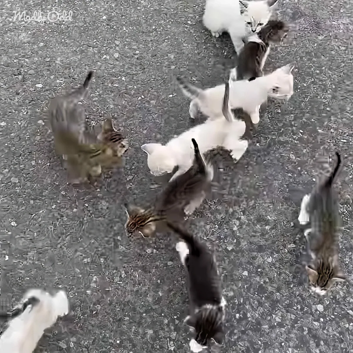 A group of cats, mostly white with some gray, are scattered on a textured surface, appearing to be in motion or interacting.