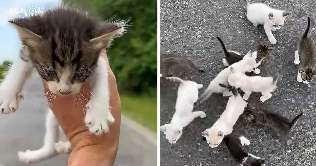 Texas Man Stops to Rescue Kitten, Gets Ambushed by a Whole Platoon