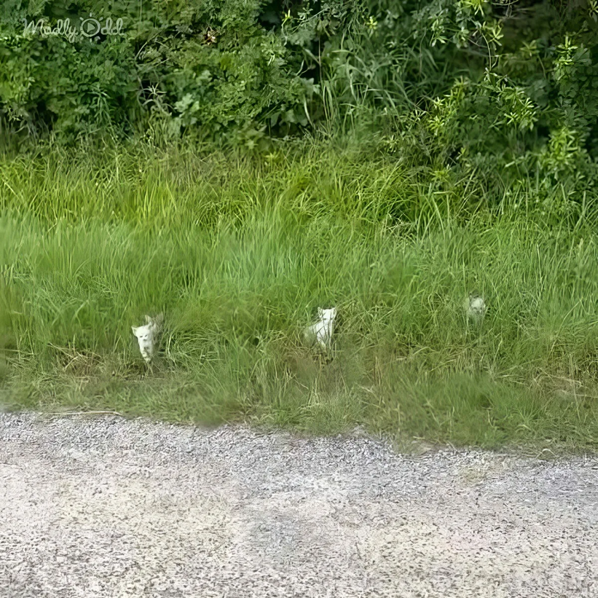 Three white birds partially hidden in tall grass near a gravel road.