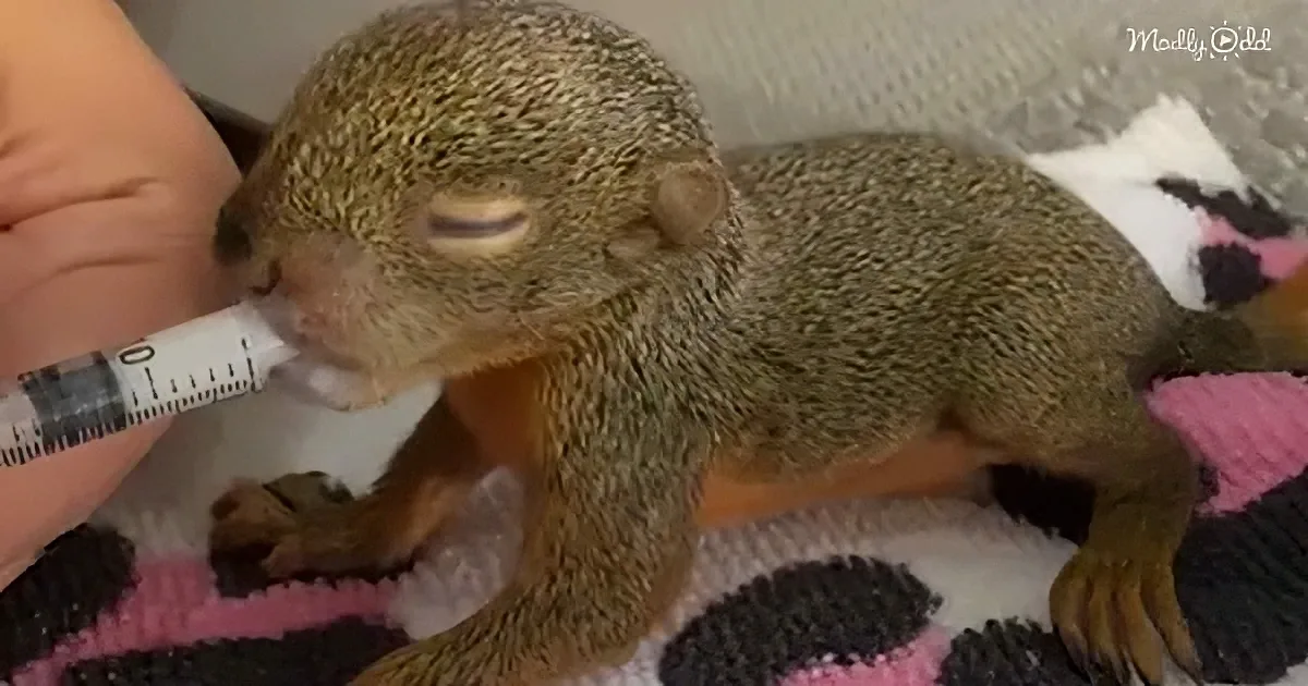 A baby squirrel is being bottle-fed by a person's hand, lying on a knitted blanket.