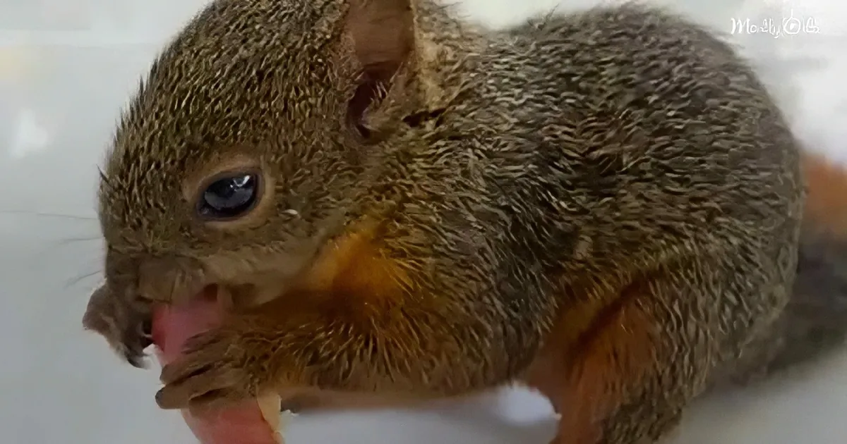 A squirrel with a brown and orange coat is licking its paw, sitting on a white surface.