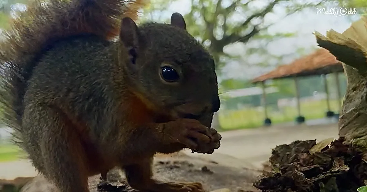 A squirrel with a bushy tail and reddish-brown fur is eating something, with a blurred background of trees and a building.