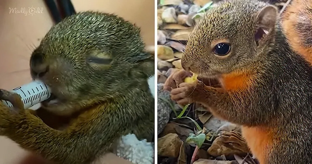 Injured Squirrel Rescued by Woman Is the World's Cutest Paper Shredder