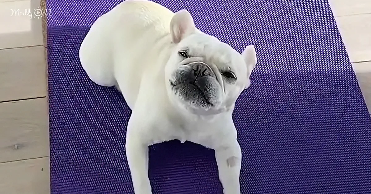 Singing French Bulldog