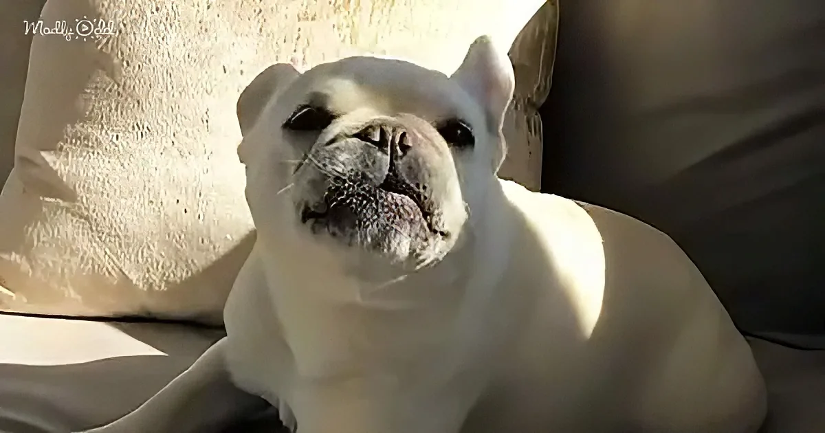 Singing French Bulldog