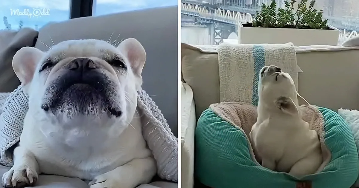 Singing French Bulldog Has Unique Vocals for Every Emotion