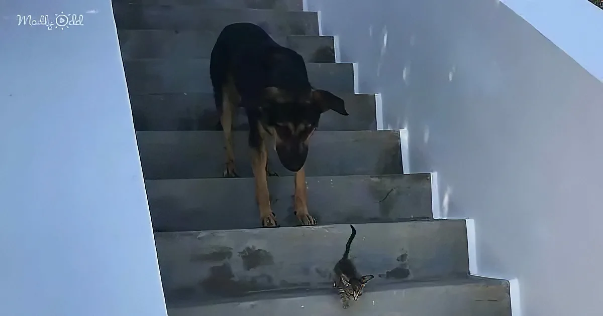 Dog and kitten