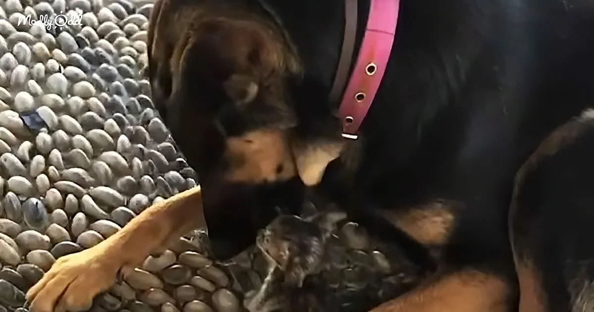 Dog and kitten