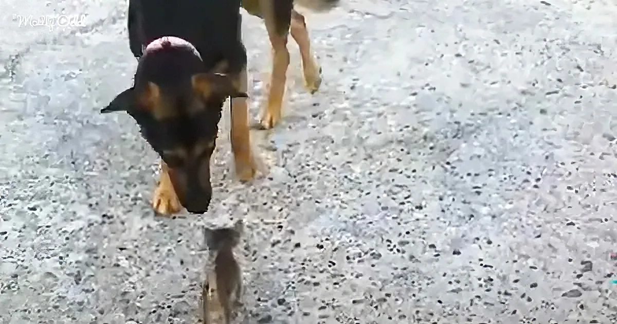 Dog and kitten