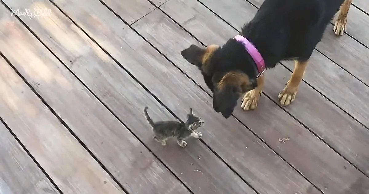 Rescue Kitty Follows Family's Senior Dog Like a Puppy