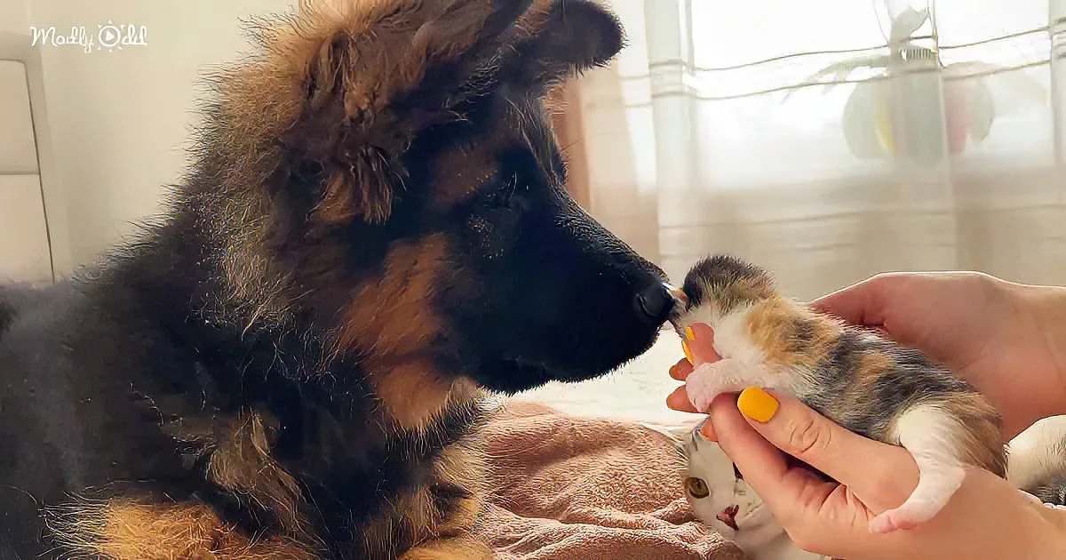 A German Shepherd gently sniffs a tiny kitten held by a person with yellow nail polish.