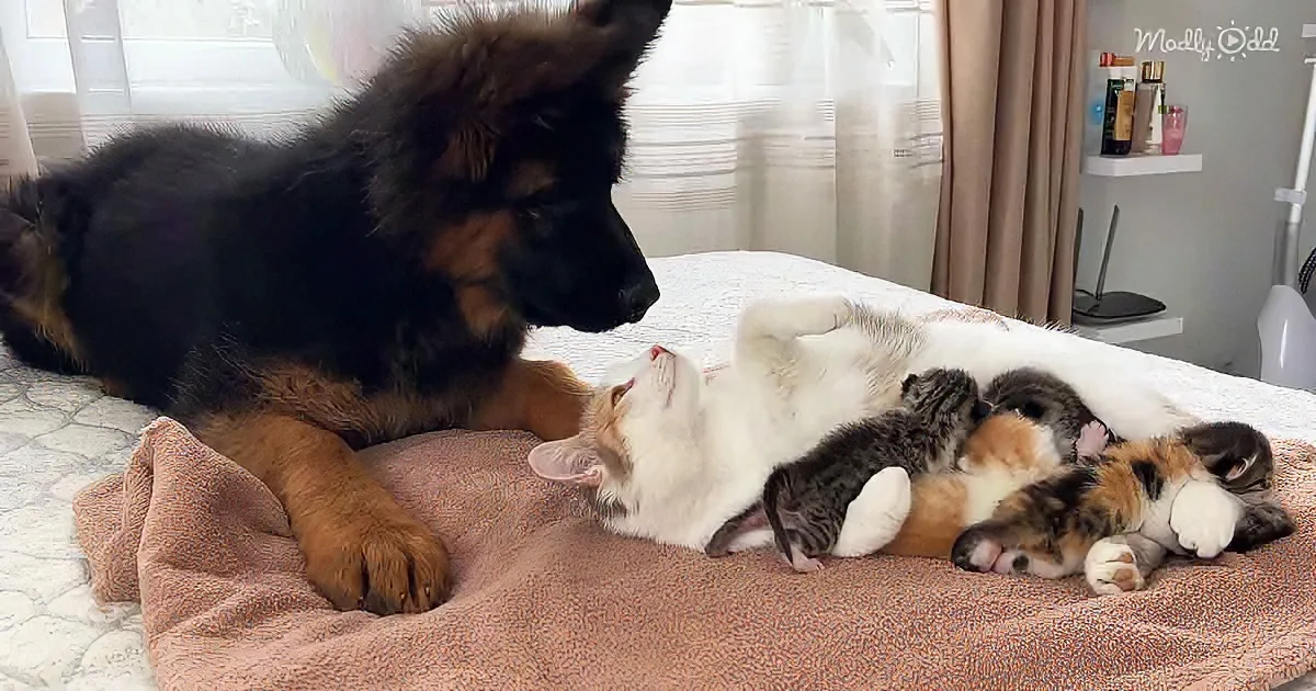 Mom cat, kittens, and German Shepherd puppy