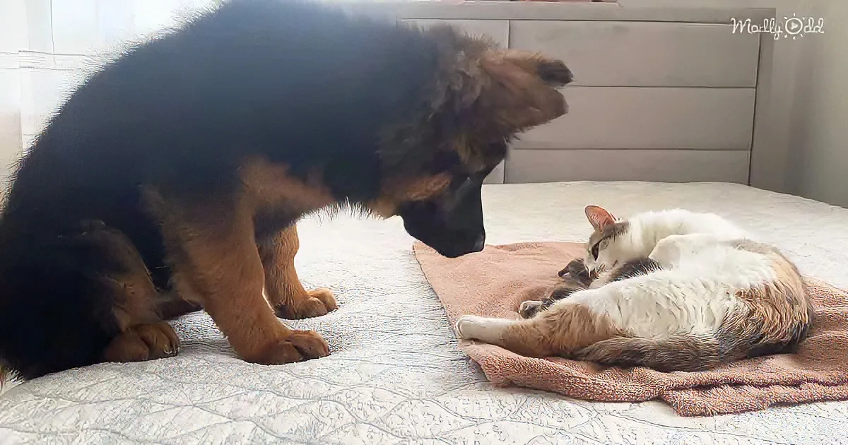 Mom cat, kittens, and German Shepherd puppy