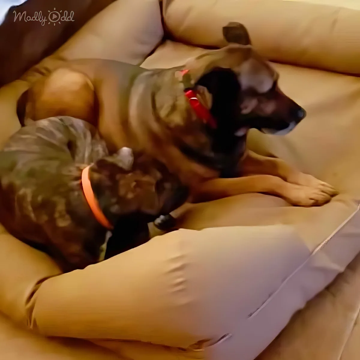 A dog with a red collar rests on a tan cushioned bed.