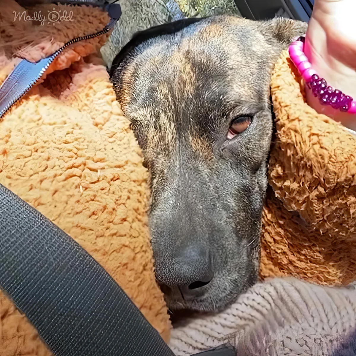 A dog rests on a fluffy orange blanket, wearing a pink beaded collar, with a hand gently petting it.