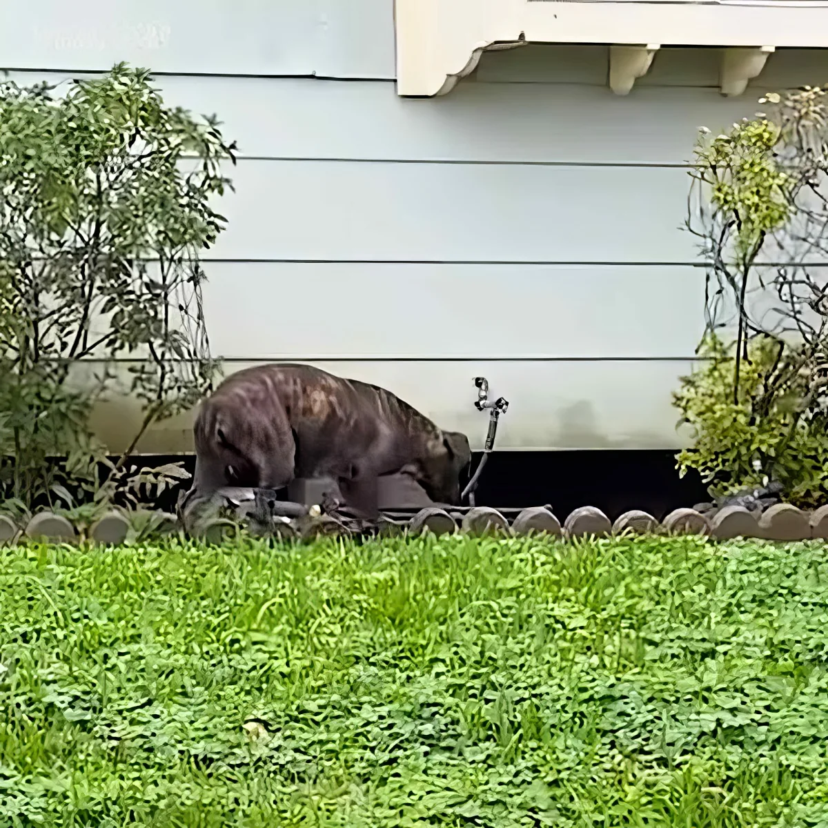 A large dog is digging in the ground near a house with a white exterior and green grass in the foreground.