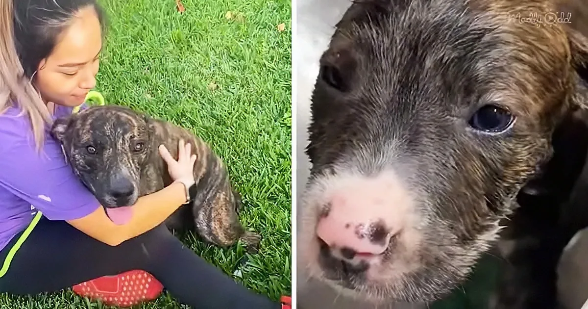 A Senior Dog Begs His Human Mama to Save Homeless Pup
