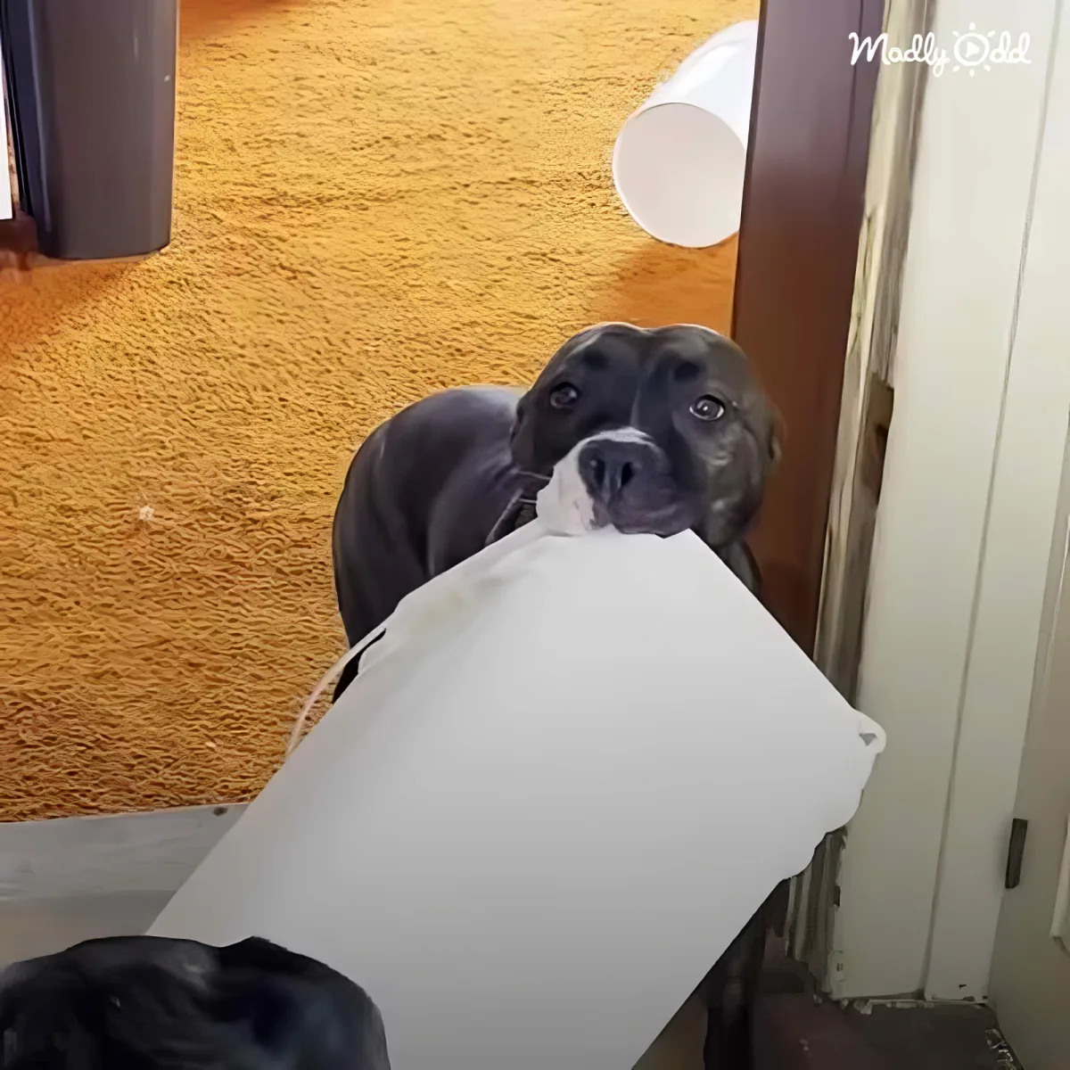 A black dog with a white muzzle holds a white plastic bag in its mouth, looking up.