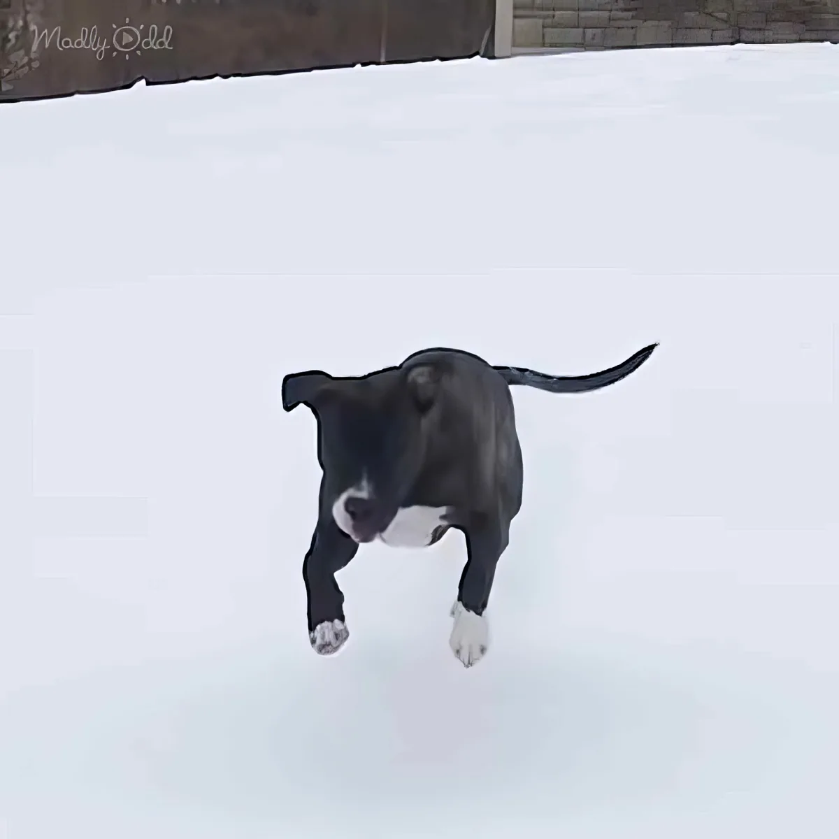 A black and white dog runs joyfully through a snowy landscape.