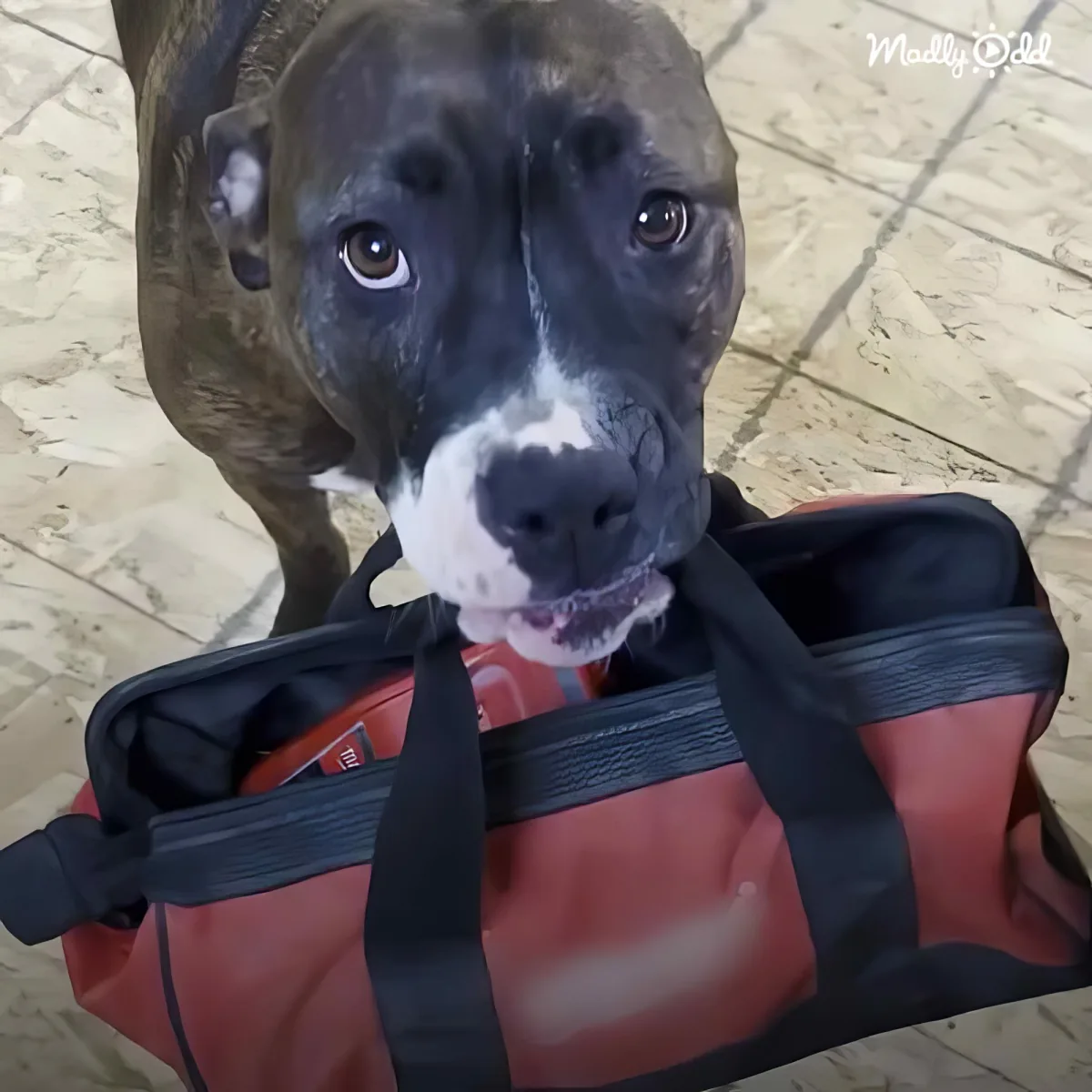 A dog with a black and white face holds a red and black bag with its mouth.
