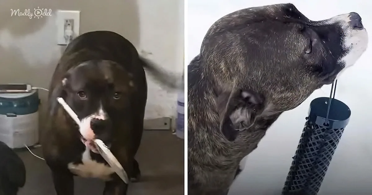 Rescued Dog Is Mom's Little Helper, Carries Groceries and Feeds Birds