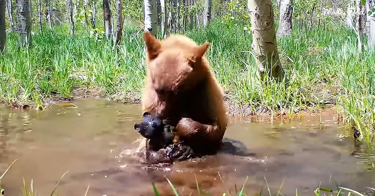 A bear sits in shallow water, its head and front paws submerged, surrounded by green grass and trees.
