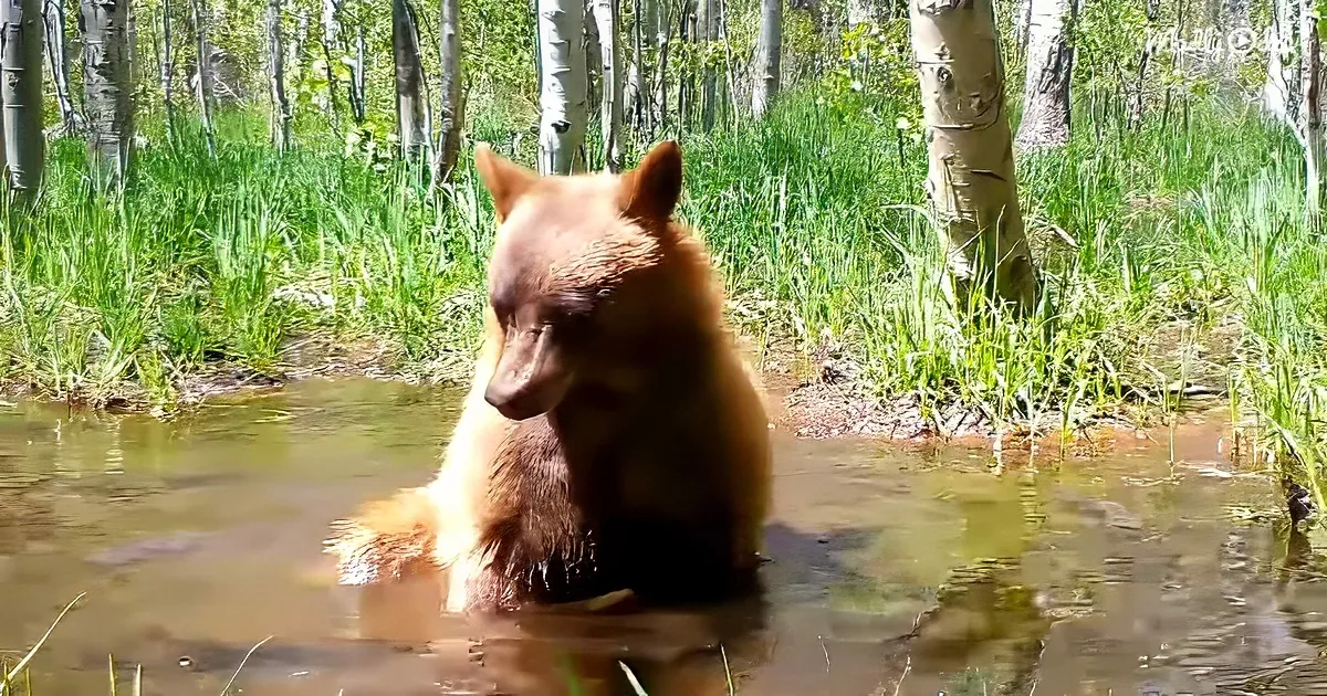 Tiny bear cub taking a bath