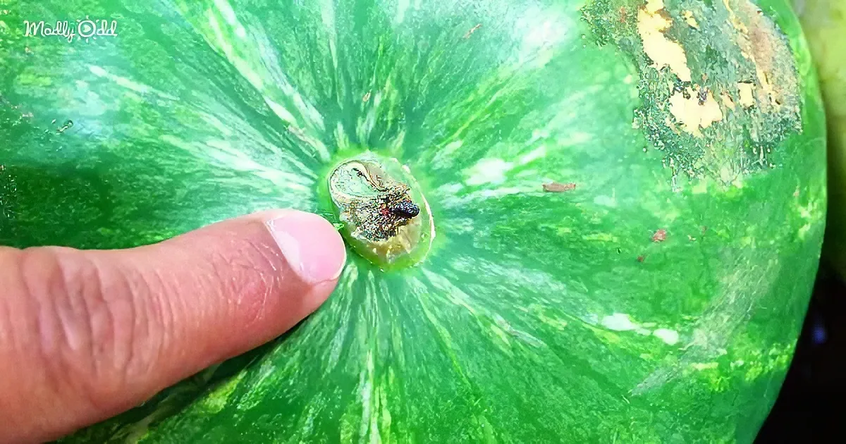 A finger points to a small hole in the rind of a watermelon, revealing a small insect inside.
