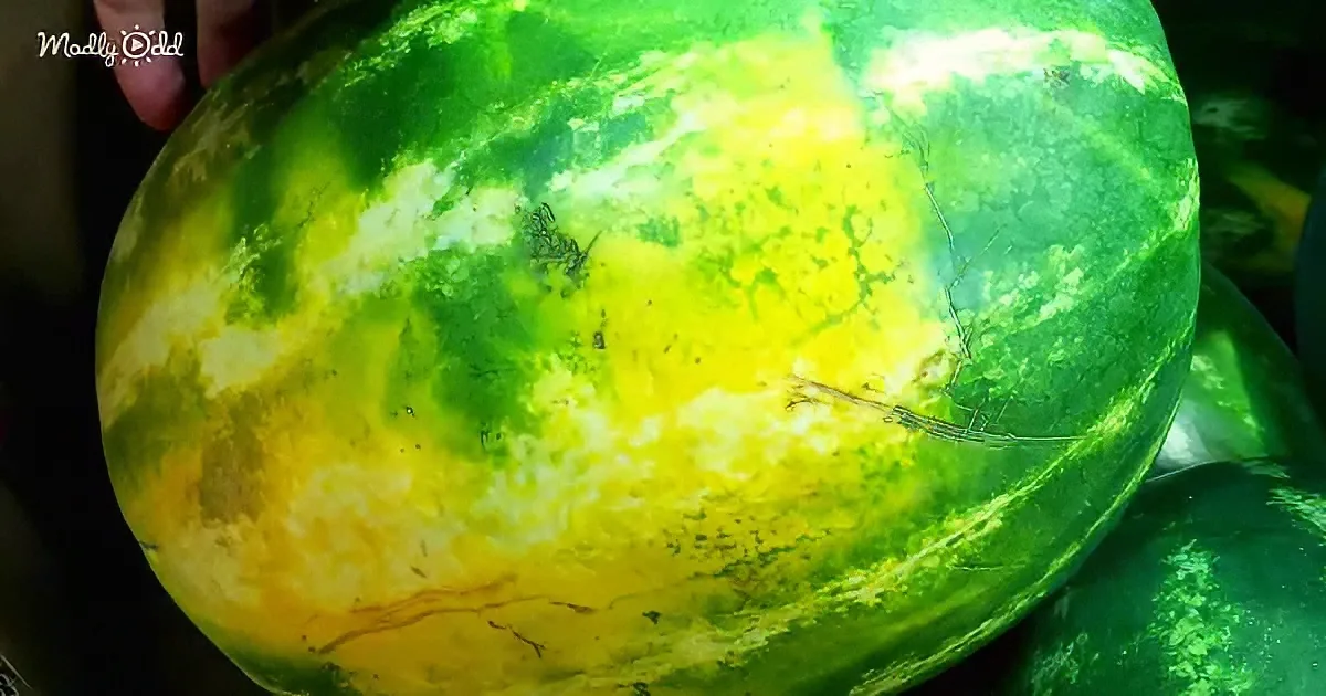 A large watermelon with a bright yellowish-green rind is being held, showcasing its unique coloration.