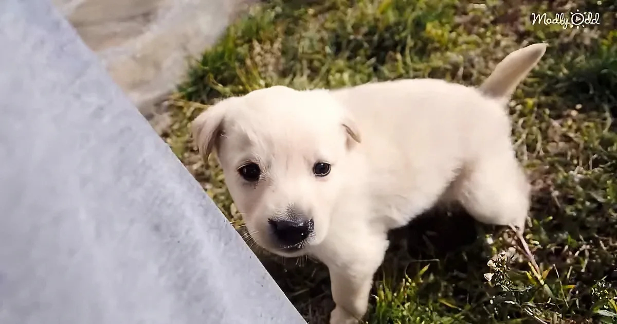 Heartbreaking to Heartwarming, Abandoned Puppies Get a Second Chance at Life