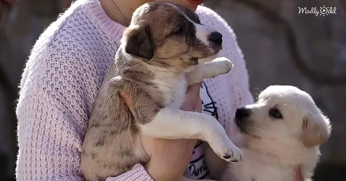 A person in a pink sweater holds a brown and white puppy, while another white puppy looks on.