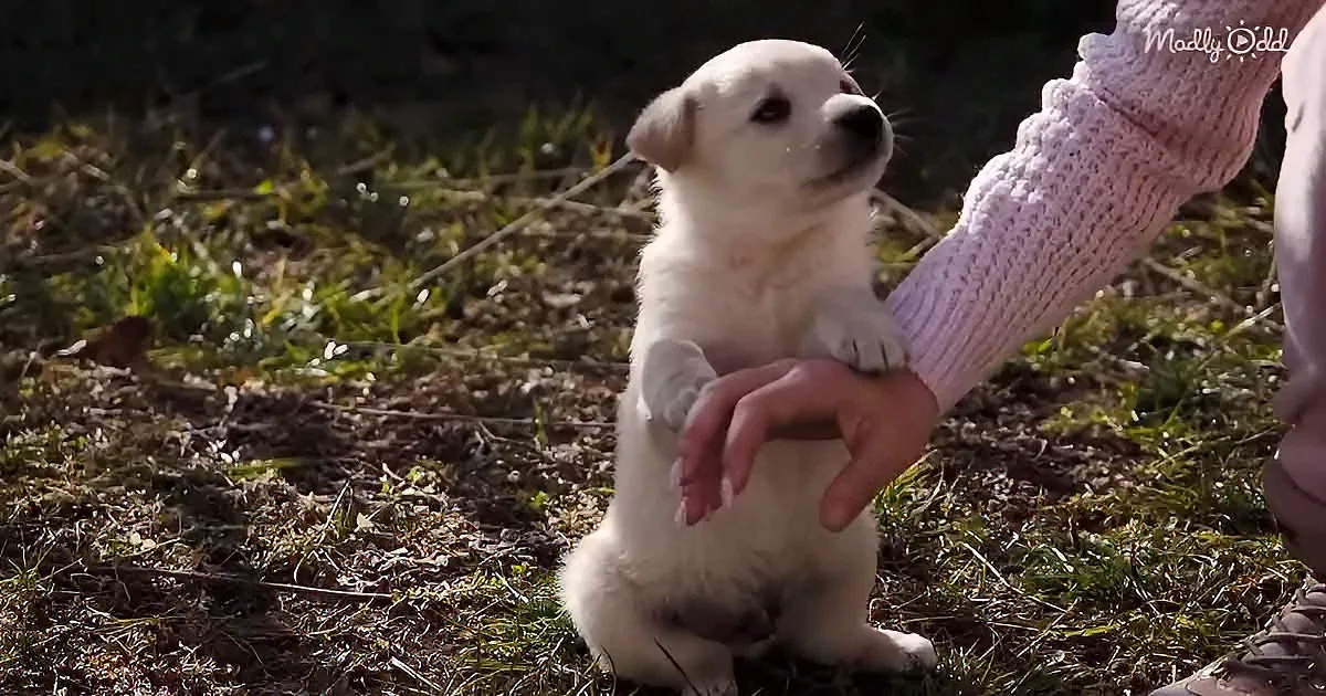A small white puppy sits on grass, being petted by a person in a pink sweater.