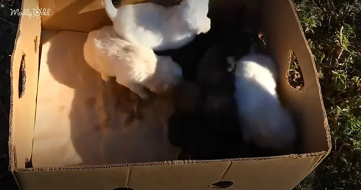 A group of fluffy puppies, mostly white, are nestled together in a cardboard box outdoors.