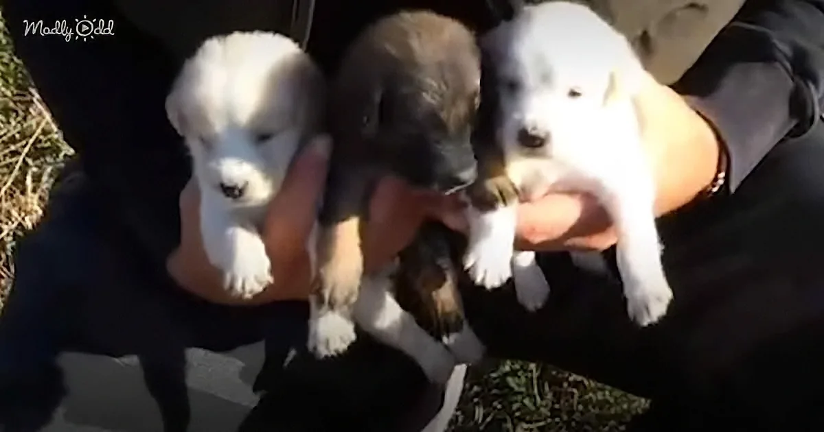 7 Innocent Puppies Found Abandoned in a Box