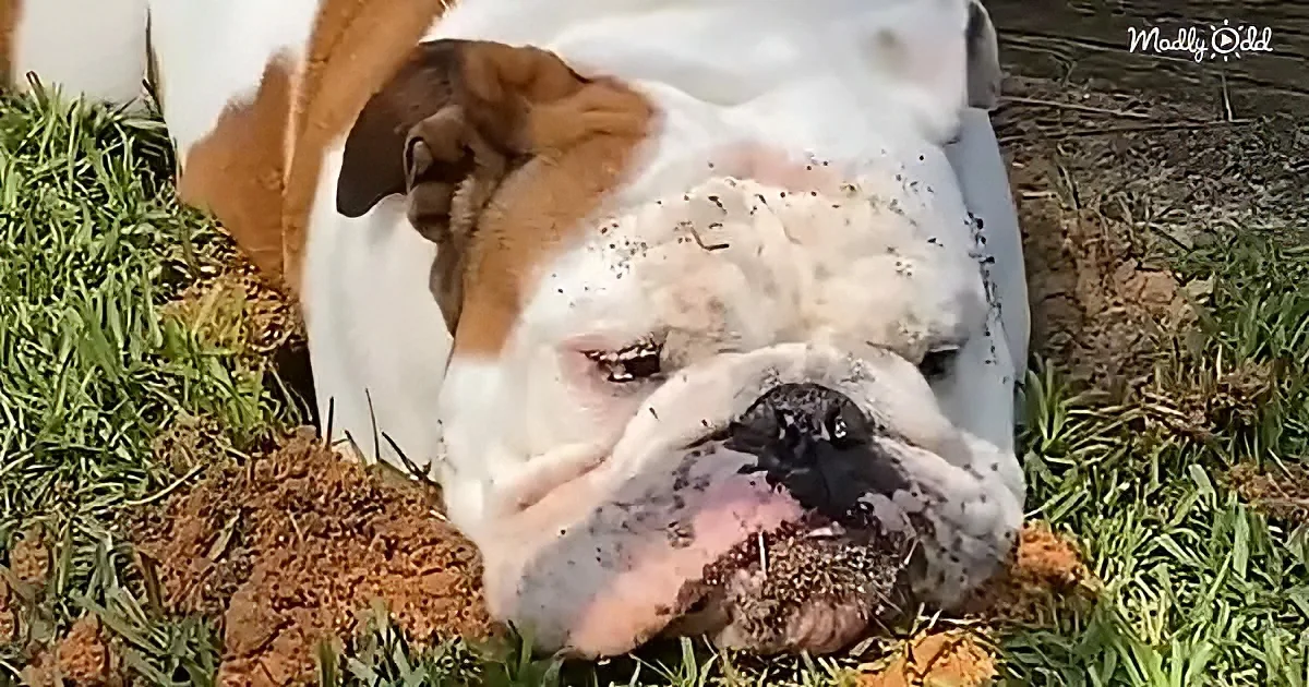 A bulldog with a muddy face lies on grass, surrounded by dirt, looking relaxed.