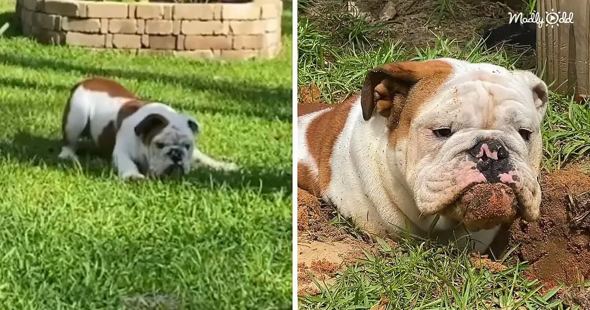 Helper Bulldog With a Big Personality Is Obsessed With Holes