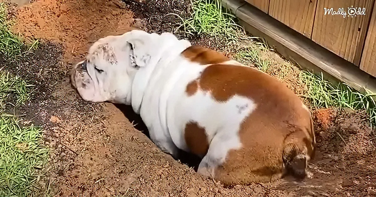 A white and brown bulldog is lying on its side in a patch of dirt, appearing relaxed.