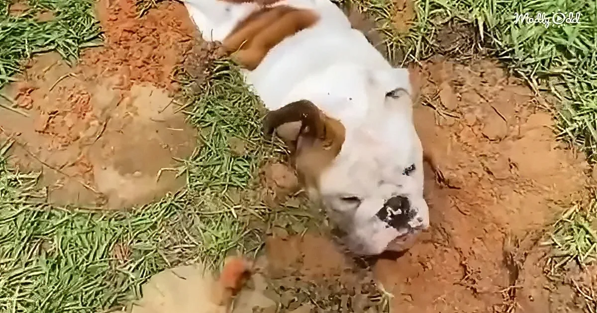 A white dog with brown patches is lying on its back in a muddy patch of grass.